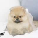 강아지분양애견분양애완견펫무료입양분양샵
