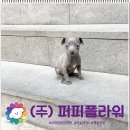 함안 애견샵 러블리펫 | 영등포강아지분양 이탈리안그레이하운드 완벽한 하루