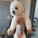 누리애견미용 이미지