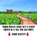 연꽃이 피어나는 국내 여행지 이미지