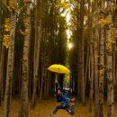 도리마을 숲 이미지