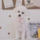 알콩달콩 애견미용실 이미지