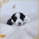 딩동댕독 | 광진보더콜리분양 어디가 좋을까