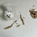 J.기획 | 강아지 슬개골 관리 영양제 닥터독 베츠초이스 뉴트리션 J+ 관절영양제 급여 후기