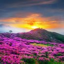 황매산 철쭉제 이미지