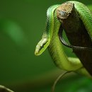 볼빨간거북이 Daum카페
