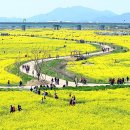 낙동강관리본부 대저생태공원 4 이미지