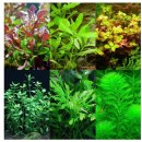 피알이 | 내돈내산 피알피쉬 1.5자수초세트 구매후기