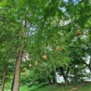 두곡할머니경로식당 | [전라도] 담양 가볼만한 곳 죽녹원 &amp; 관방제림 /입장료, 주차장, 해설, 족욕탕