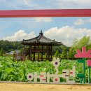 함안연꽃테마파크 이미지
