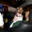 강아지 친구 이미지