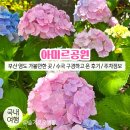 동삼지구대 | 부산 영도 가볼만한곳 / 영도 아미르공원 수국 구경하고 온 후기 (주차정보)