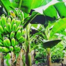 원주농장 이미지