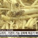 도라지 이미지
