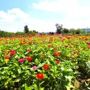 평화누리7코스옥계사거리(옥계리마을회관) | [연천 구석구석] 초록초록 몽글몽글 청댑싸리 @ 임진강댑싸리정원