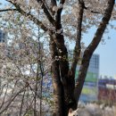 상서재2호 수변공원 맞은편 | 평택 통복천 벚꽃 개화시기 산책 야경도 멋진 길