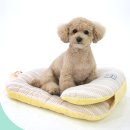 댕냥이라이프 강아지와고양이 애견용품펫마트 이미지