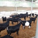 아미산 흑염소 농장 이미지