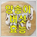 ﻿양송이버섯의 효능 이미지