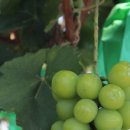 모리농장 이미지