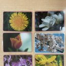 봄꽃 카드를 놓아요🌸🌼🌷 이미지