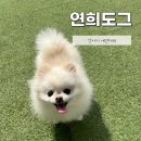 도그샵 | 강아지 놀이방, 호텔, 미용까지 가능한 : 토탈펫 케어샵 애견카페 연희도그