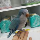 버드모아 이미지