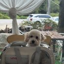 막둥이애견 이미지