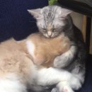 디디그루밍 티스토리