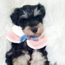 루스켄넬 이미지