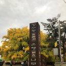 장수동 은행나무 이미지