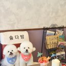 솔다방 네이버블로그
