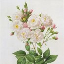 보태니컬 드로잉 이미지