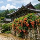 송광사 왕벚나무길 | 사찰 능소화 명소 TOP 3 (수원 봉녕사·구례 화엄사·완주 송광사 개화시기·포토존·맛집 코스 총정리)