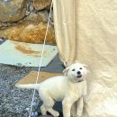 새해 첫캠핑ㅣ별이 쏟아지고 윤슬이 눈부신 제천 레이크힐 캠핑장ㅣ흰둥이도 있어요