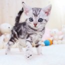 인천강아지분양 고양이분양 24시 데려가개 청라점 이미지