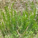 초월약초 이미지