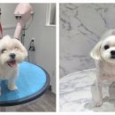 포메른 펫살롱 이미지