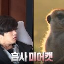 미어캣 이미지