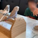 아기둥지어린이집 | 두돌아기랑 다녀온 목동 앵무새카페 리프패럿 신정점 후기