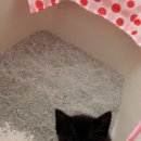 크린챔프 이미지