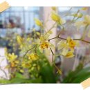 환타지아 이미지