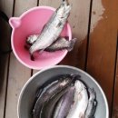 팔딱팔딱 이미지