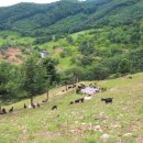 강원도흑염소 이미지