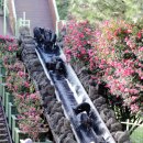 돼지보러오면돼지 이미지