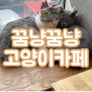 꿈냥꿈냥 이미지