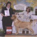 굿타임켄넬 이미지