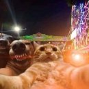 나만고양이없어 이미지