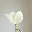 [메리메이] 별튤립 부케 압화액자, 청첩장액자💐 신혼집 인테리어 오브제, 부케말리기 선물 추천🎁 동탄...
