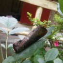 비로산장 이미지